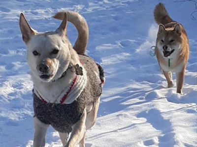 Dog Walking - Fort McMurray - Ann's Pet Services